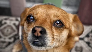 Psy płaczą ze szczęścia gdy widzą swoich właścicieli