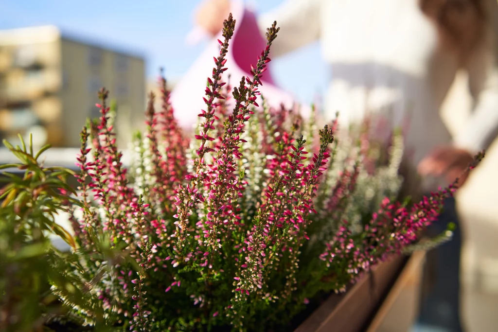 Wrzosy to bardzo popularne, jesienne kwiaty, które można umieścić na balkonie lub w domu.