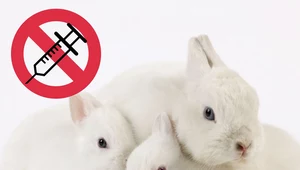 Europa nie chce testów na zwierzętach. Do końca sierpnia trwa głosowanie