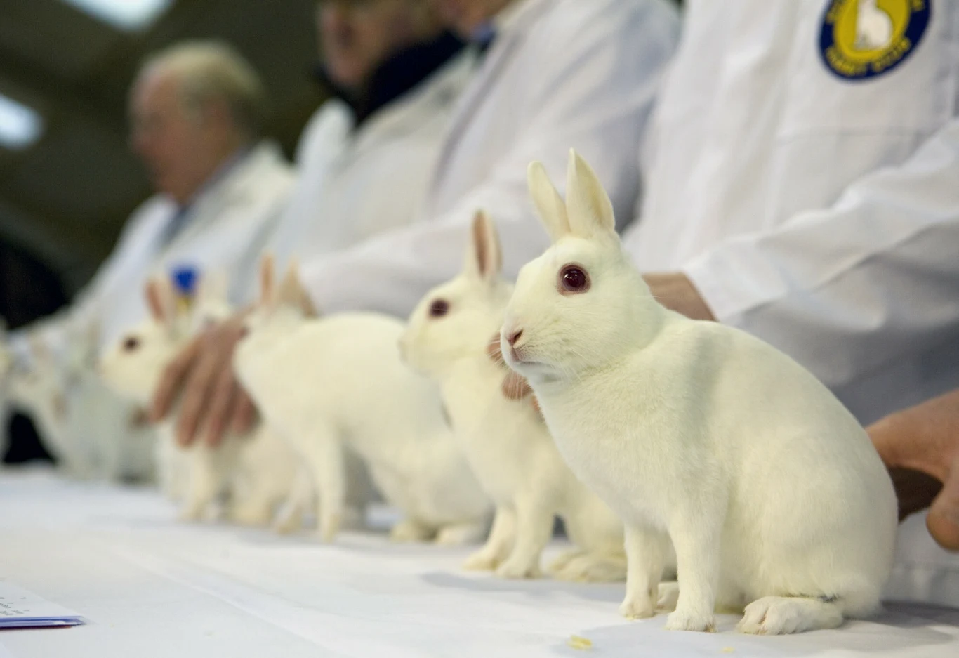 Króliki albinosy na wystawie