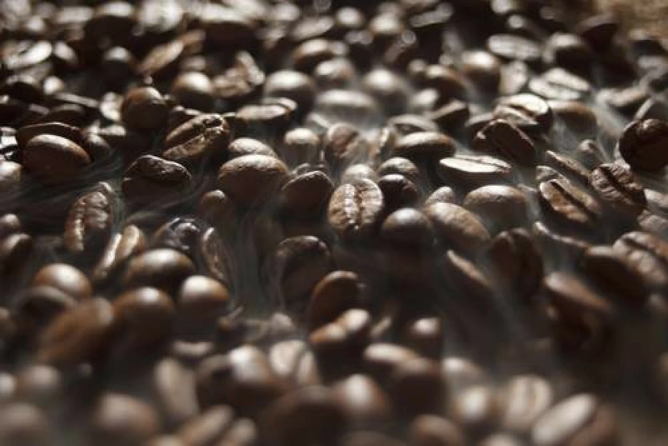 Bluza z fusów po kawie pojawiła się w Lidlu Bluza z fusów po kawie pojawiła się w Lidlu