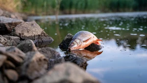 Złota alga w Zbiorniku Czernica. Co to oznacza dla Odry?