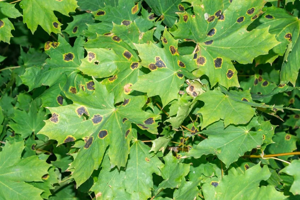 Zastanawialiście się kiedyś, co jest przyczyną czarnych plam na liściach?