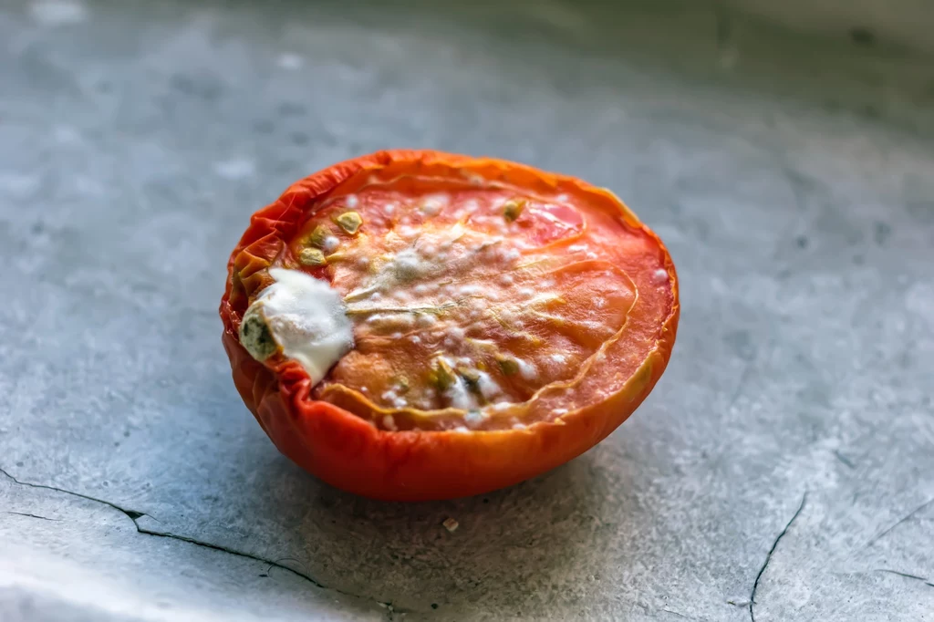 Spleśniały pomidor może dostać drugie życie i stać się nawozem dla roślin
