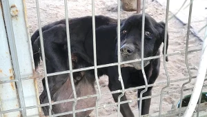 Jeden z labradorów miał ogromnego guza