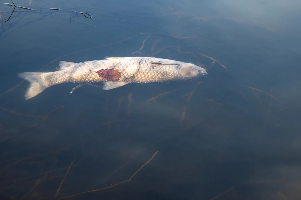 Mija już miesiąc od zauważenie pierwszych martwych ryb