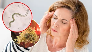 Pasożyty zagnieżdżając się w mózgu, wywołują silne bóle głowy, kłopoty z koncentracją a nawet zmiany w zachowaniu