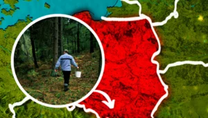 "Leśne żniwa". W Małopolsce zebrano jedne z najdroższych grzybów świata, są warte 4 tys. złotych