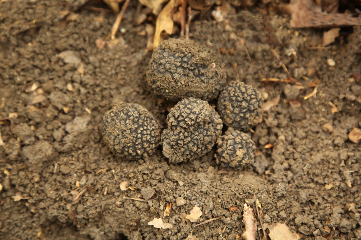 Trufle rosną około 20 cm pod ziemią, dlatego trudno je znaleźć. 