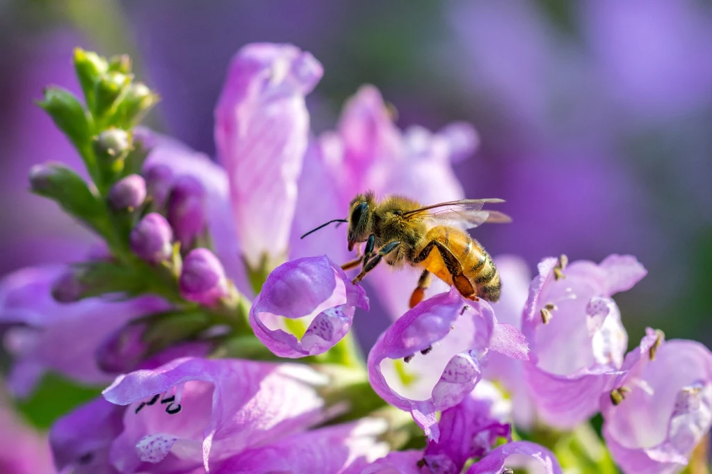 Naukowcy wykazali również, że pszczoły wystawione na działanie pestycydów miały zwykle podwyższony odsetek martwych komórek w częściach płatów wzrokowych mózgu