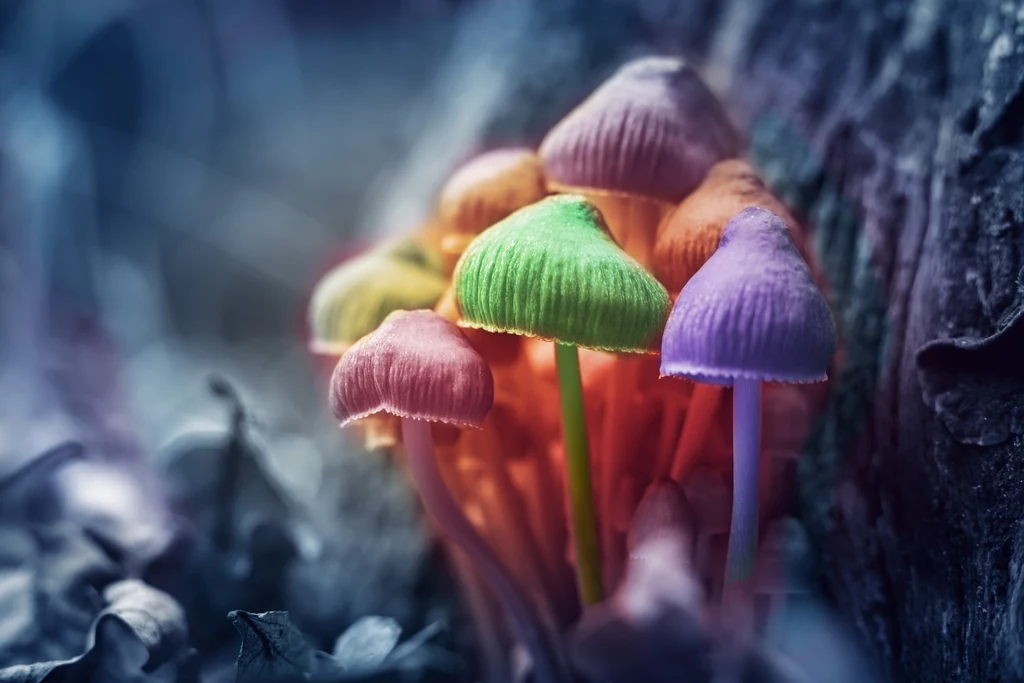 Naukowcy odkryli, że halucynogenne grzyby mają magiczną moc. I nie chodzi wcale o narkotyczne wizje, ale o walkę z alkoholizmem 