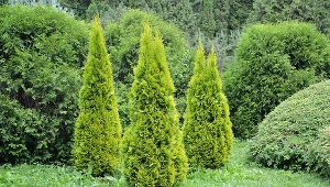 Tych roślin nie sadź obok tui. Inaczej szybko zmarnieją