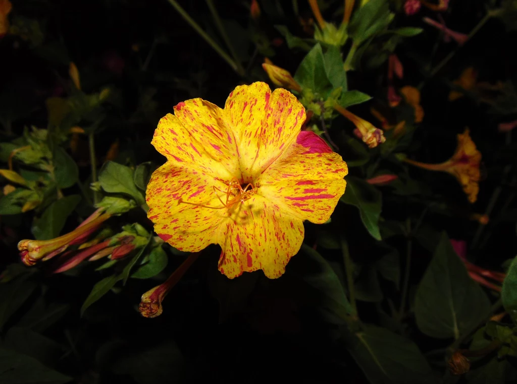 Dziwaczek jalapa to wyjątkowy kwiat, który zakwita wieczorami