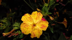 Dziwaczek jalapa – kwiat, który zaleje ogród feerią barw. Sprawdź, jak go pielęgnować