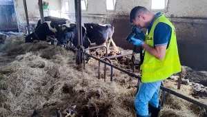 Skrajnie wycieńczone bydło w gospodarstwie pod Wyszkowem