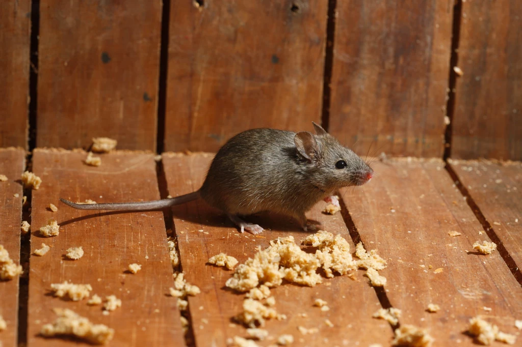 Myszy najczęściej szukają schronienia w naszych domach.
