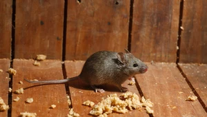 Czy myszy, ryjówki i nornice zapadają w sen zimowy?