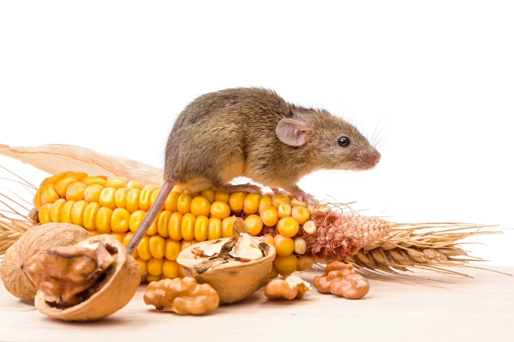 Myszy najchętniej żywią się produktami pochodzenia roślinnego