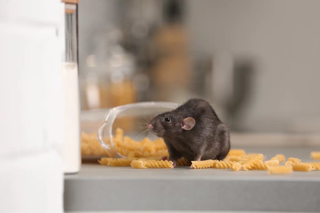 Pułapkę na myszy można szybko przygotować w domowych warunkach
