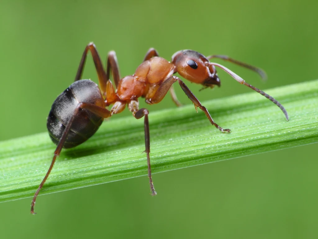 Mrówki zasługują na szacunek i uznanie nie tylko ze względu na swoją wytrwałą pracę