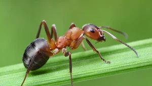 Mrówki mają mnóstwo zalet. Ich mrowiska to żywe zakłady utylizacyjne
