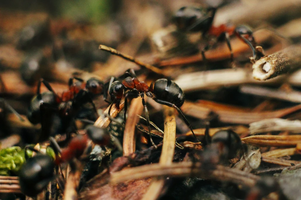 Mrowiska to żywe, potężne zakłady utylizacyjne likwidujące leśne szkodniki. Z usług mrówek korzystają też m.in. dzięcioły i dziki