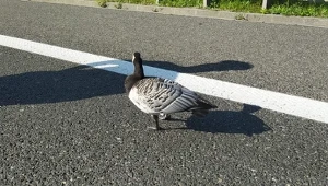 Rannej gęsi pomogli policjanci