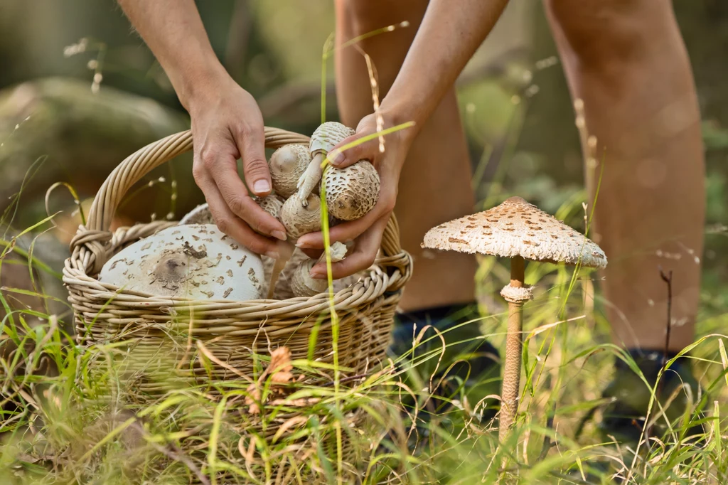 Zbierając czubajkę kanie trzeba zachować ostrożność, ponieważ te grzyby jadalne łatwo pomylić z trującym muchomorem sromotnikowym 