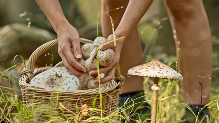 Czubajka kania pojawiła się w niektórych regionach Polski 