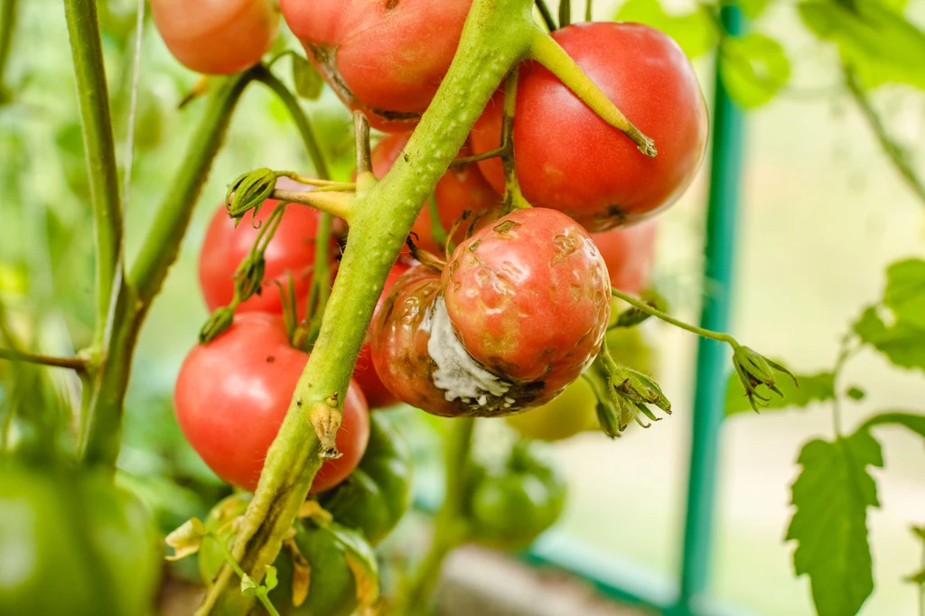 Błędy pielęgnacyjne mogą doprowadzić do więdnięcia pomidorów