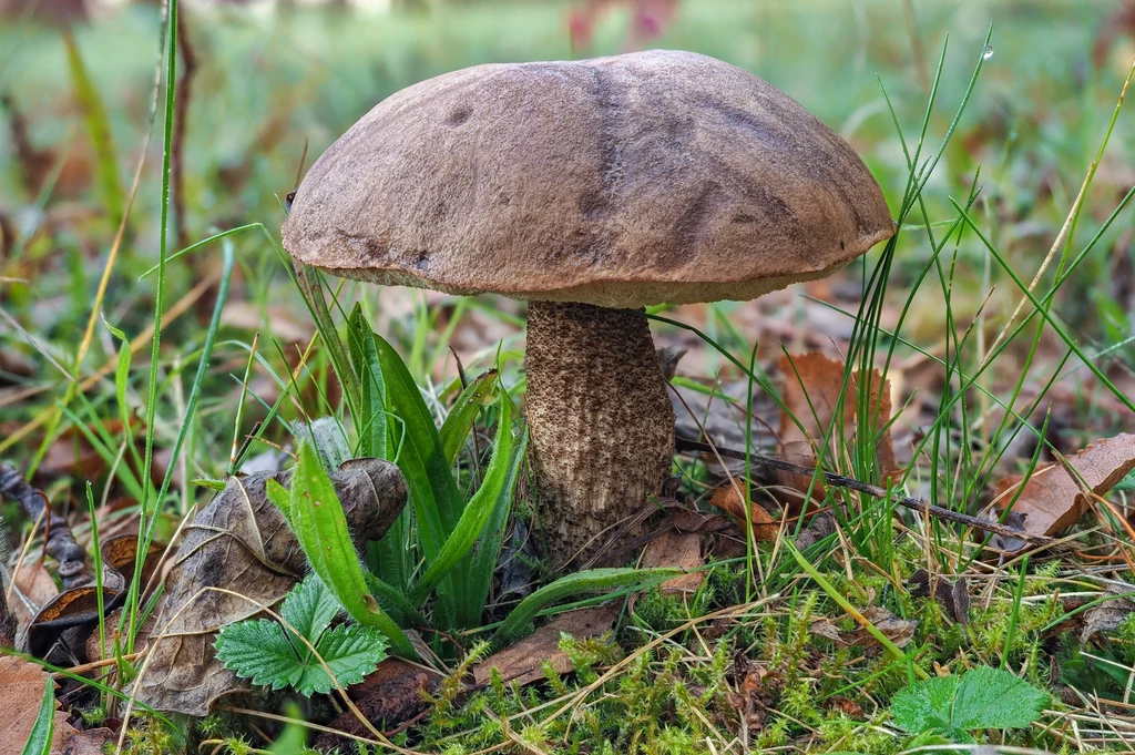 Koźlarz babka to gatunek grzybów, który wywodzi się z rodziny borowikowatych