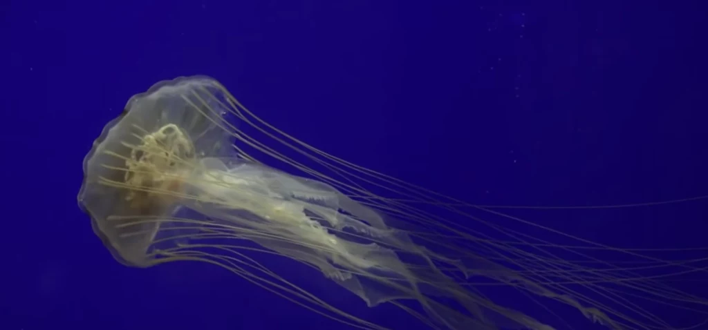 Podobnie jak inne rodzaje meduz, ten gatunek przechodzi przez dwuczęściowy cykl życiowy