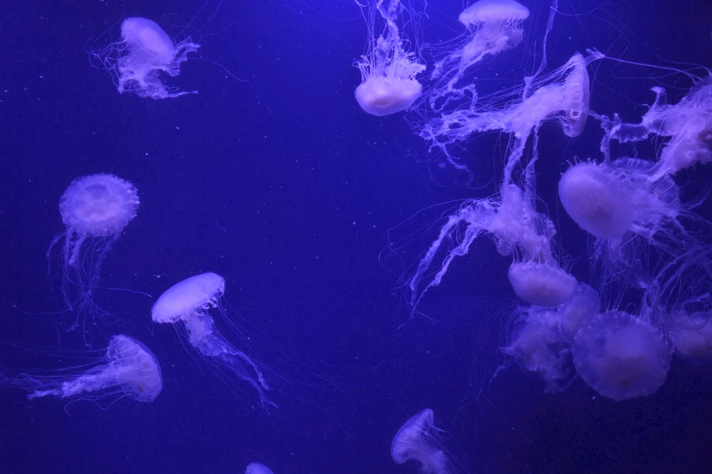 Chociaż wiele rodzajów meduz ma pewną zdolność odwracania procesu starzenia się,  większość z nich traci tę zdolność po osiągnięciu dojrzałości płciowej