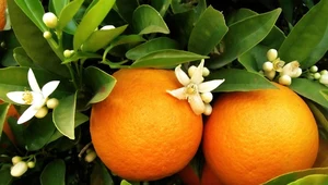 Urzeka aromatem i smakiem. Woda z kwiatów pomarańczy ukoi skórę i zadba o podniebienie