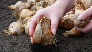Wrzesień to dobra pora na wsadzenie do gruntu wiosennych kwiatów cebulowych