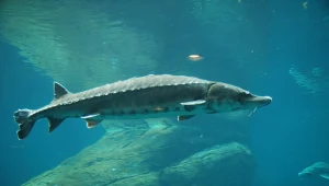 Prace nad przywróceniem populacji jesiotrów trwały od 30 lat