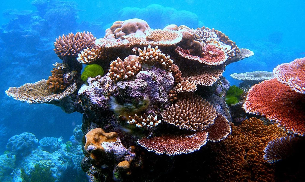 Koralowce łamią podstawową zasadę ewolucji
