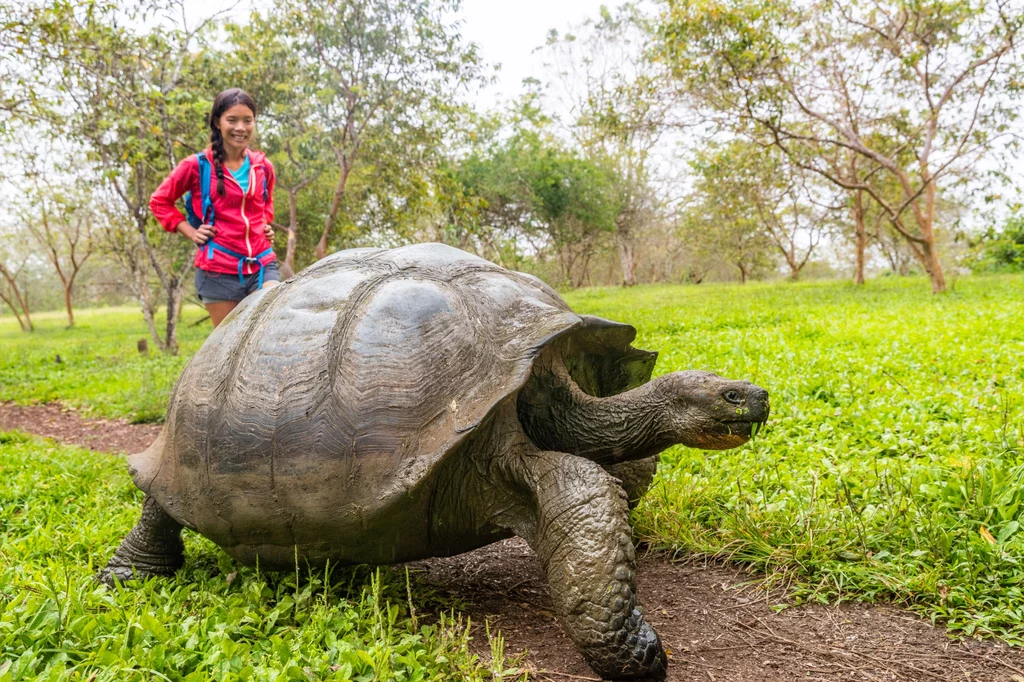 Żółwie giganty nadal są celem kłusowników na Wyspach Galapagos. Ich mięso w pewnych kręgach uznawane jest za wyjątkowy przysmak