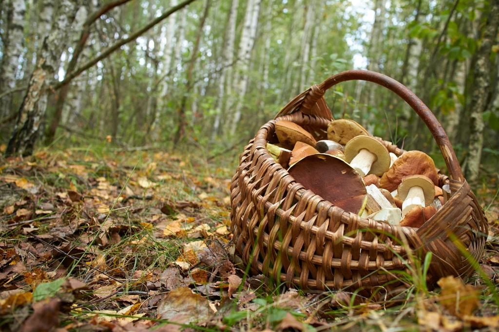 Gdzie warto wybrać się na grzyby w województwie podlaskim i województwie lubelskim? Podpowiadamy
