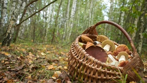 Polskie lasy nie są odporne na zmiany klimatu.