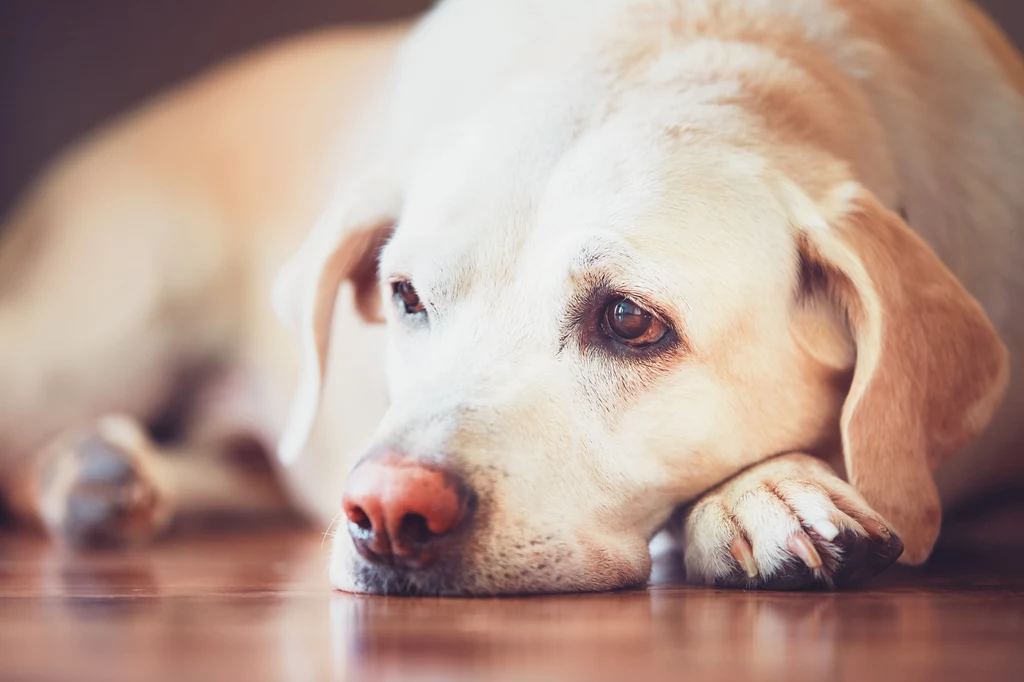 Kręcenie się psa w posłaniu może być spowodowane jego instynktem, ale również niewygodnym posłaniem