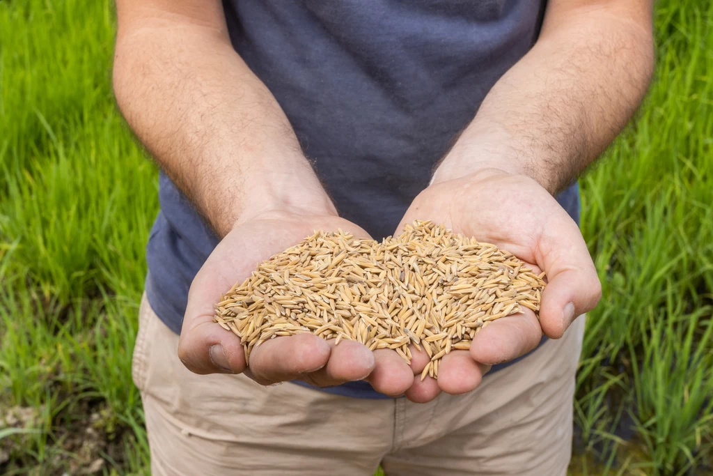 Z powodu panującej na świecie suszy w tym roku zbiory ryżu będą wyjątkowo słabe. To produkt, który jest fundamentem diety miliardów osób na świecie