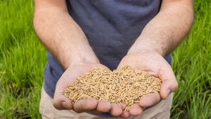 Kryzys żywnościowy na świecie. Będzie mniej ryżu, kukurydzy i słonecznika