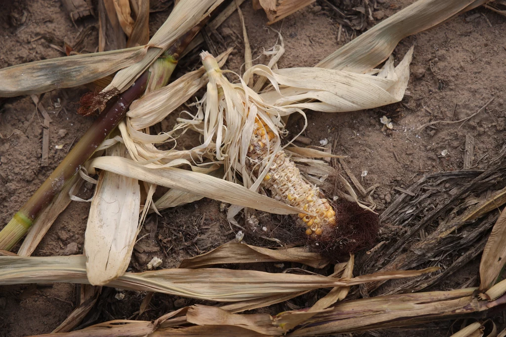 W tym roku dużo słabsze zbiory odczują hodowcy kukurydzy, ryżu czy słonecznika. Susza zbiera tragiczne żniwa