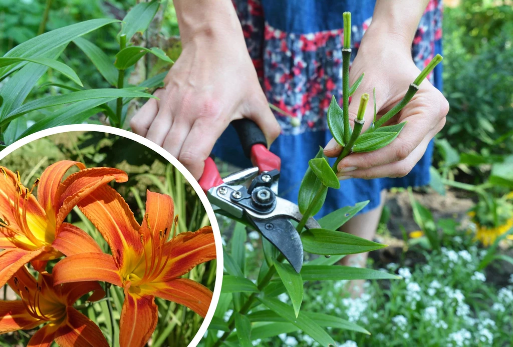 Jak pielęgnować lilie ogrodowe po przekwitnięciu?