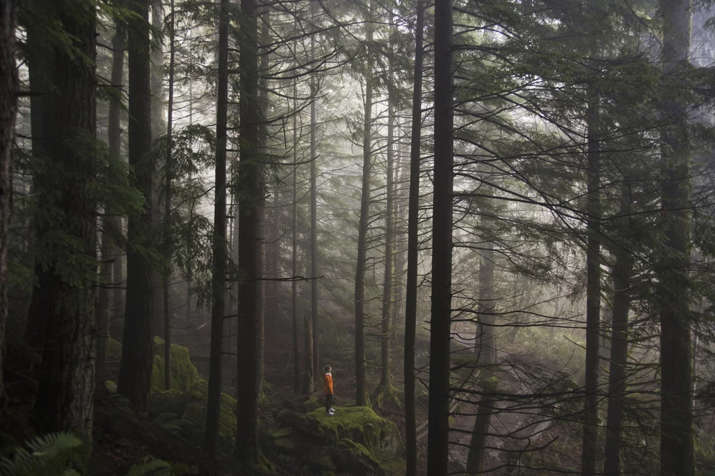 Jesień służy leśnym spacerom. Jak się nie zgubić i czy GPS w lesie to dobre rozwiązanie? Podpowiadamy