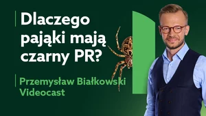 W Polsce jest ponad 800 gatunków pająków. Czy trzeba się ich bać?