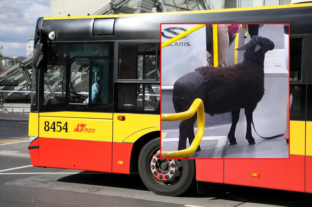 Owca w autobusie ZTM Owca w autobusie ZTM