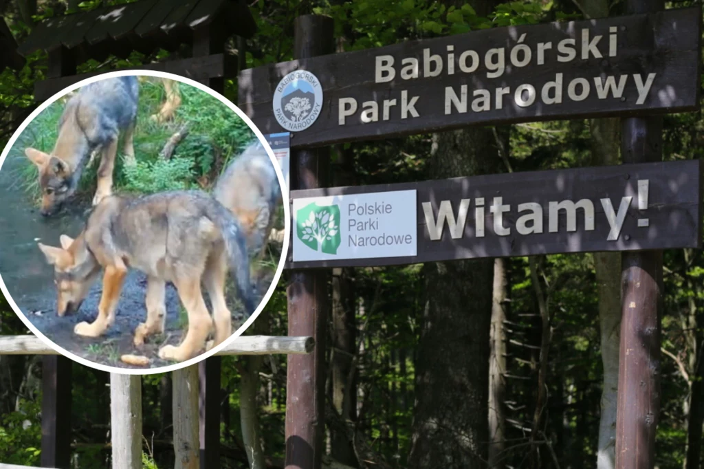 Wataha wilków uchwycona została przez fotopułapki ustawione w Babiogórskim Parku Narodowym