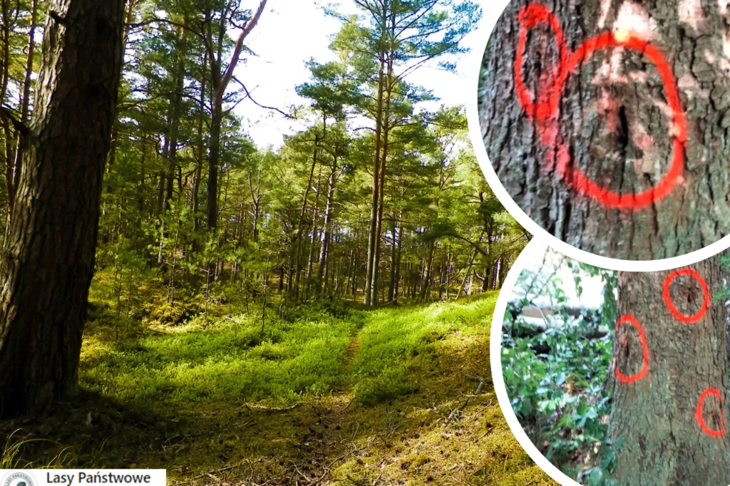 Leśnicy informują o "śmiertelnej pułapce". Chodzi o wbite w drzewa gwoździe, które mogą być zagrożeniem dla pracowników leśnych